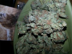 User uploaded image of Orange Velvet