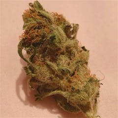 User uploaded image of Orange Velvet