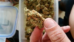 User uploaded image of Orange Velvet