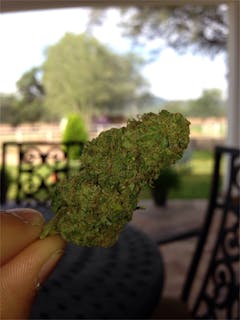 User uploaded image of Orange Velvet