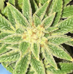 User uploaded image of Orange Wreck