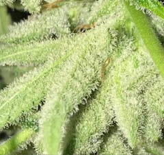 User uploaded image of Orange Wreck