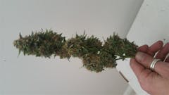 User uploaded image of Oregon Diesel
