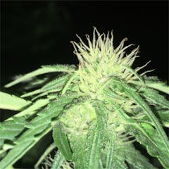 User uploaded image of Oregon Diesel