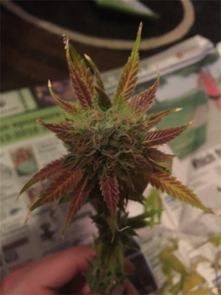 Oregon Pineapple Weed Strain Information Leafly