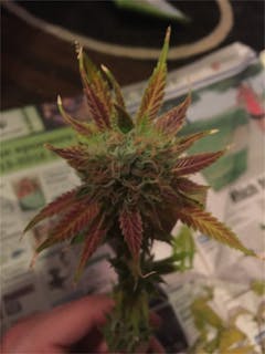 User uploaded image of Oregon Pineapple