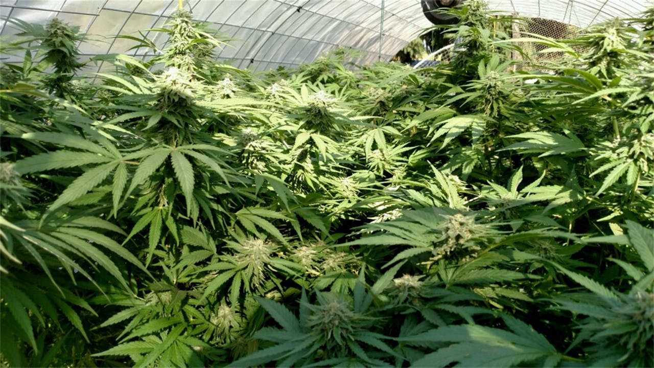 Oregon Pineapple Weed Strain Information Leafly