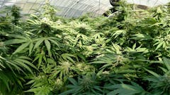 User uploaded image of Oregon Pineapple