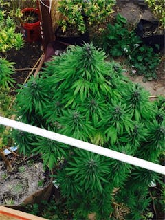 User uploaded image of Oregon Pinot Noir