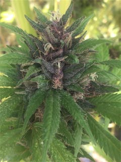 User uploaded image of Oregon Pinot Noir