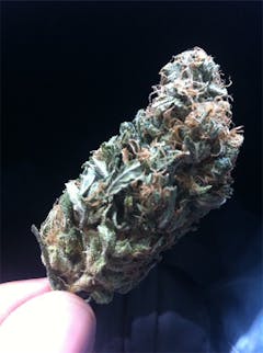 User uploaded image of Ortega