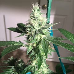 User uploaded image of Oteil’s Egyptian Kush