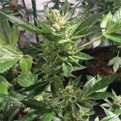 User uploaded image of Oteil’s Egyptian Kush