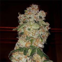 User uploaded image of Oteil’s Egyptian Kush