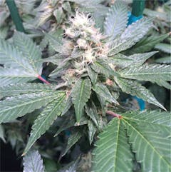 User uploaded image of Oteil’s Egyptian Kush