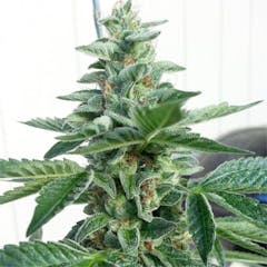 User uploaded image of Oteil’s Egyptian Kush