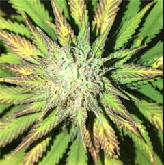 User uploaded image of Pakistan Valley