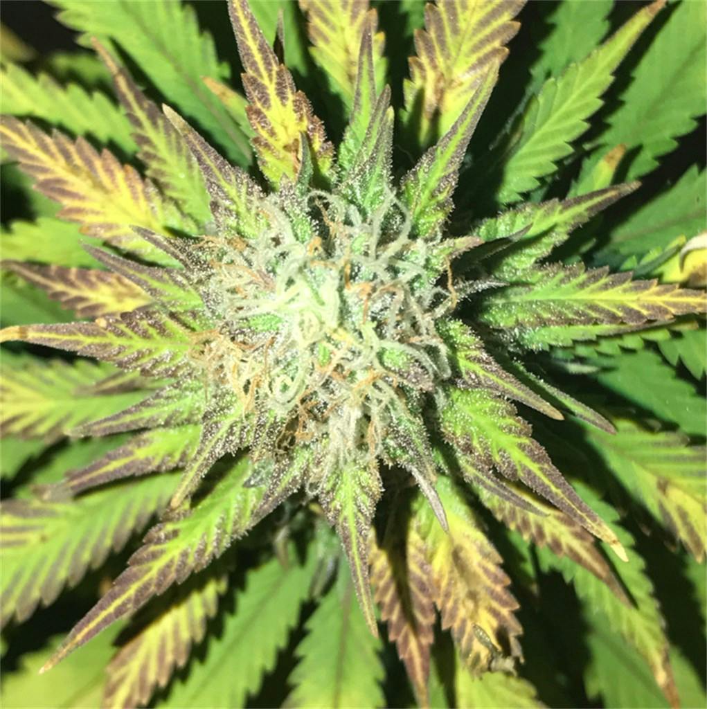 Pakistan Valley aka Pakistan Valley Kush Weed Strain Information Leafly