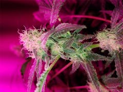 User uploaded image of Pakistani Chitral Kush