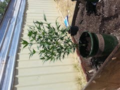 User uploaded image of Pakistani Chitral Kush