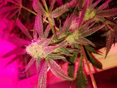 User uploaded image of Pakistani Chitral Kush