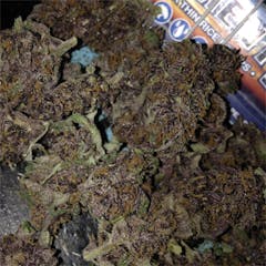 User uploaded image of Pakistani Chitral Kush
