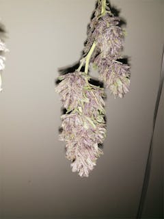 User uploaded image of Pakistani Chitral Kush