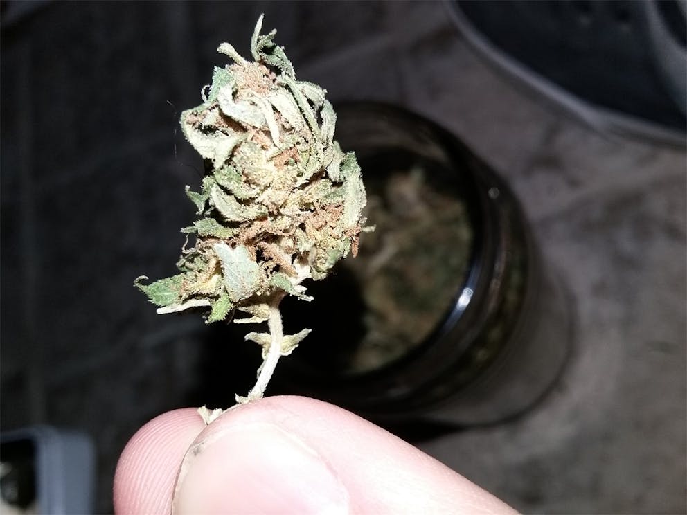 Photos of Panama Red Weed Strain Buds Leafly