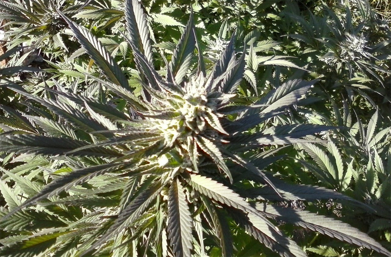 Photos of Panama Red Weed Strain Buds Leafly