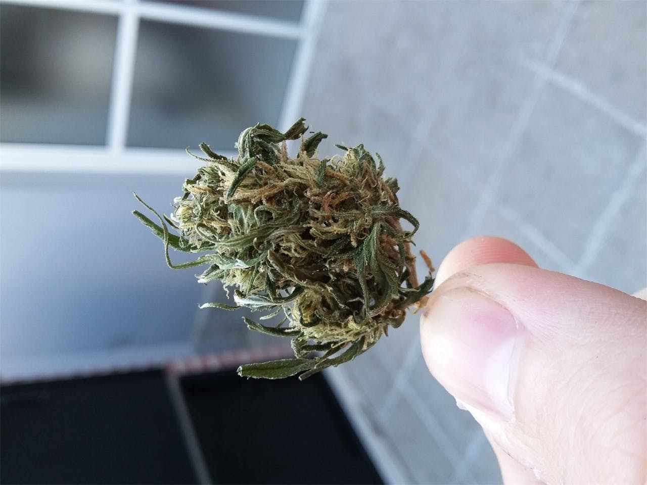 Photos of Panama Red Weed Strain Buds Leafly