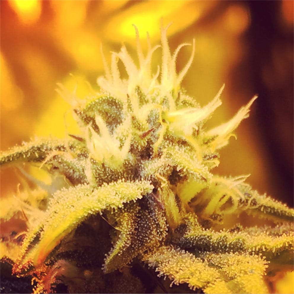 Photos of Panama Red Weed Strain Buds Leafly