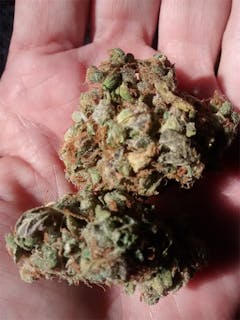 User uploaded image of Panama Red