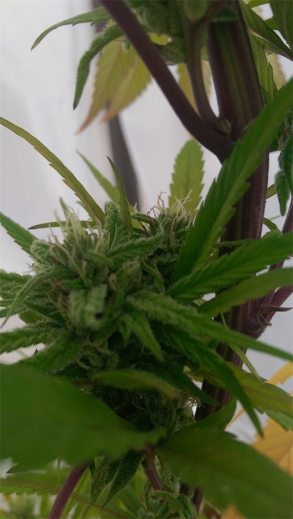 Photos of Panama Red Weed Strain Buds Leafly