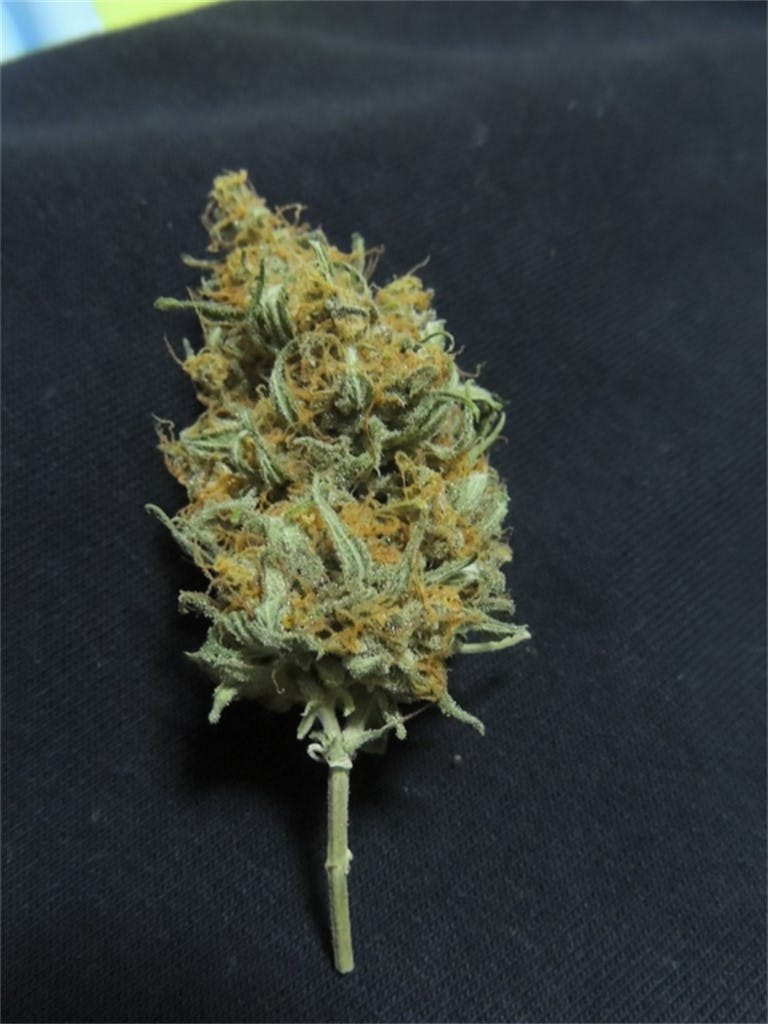 Photos of Panama Red Weed Strain Buds Leafly
