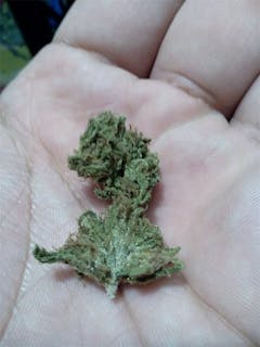 User uploaded image of Panda OG
