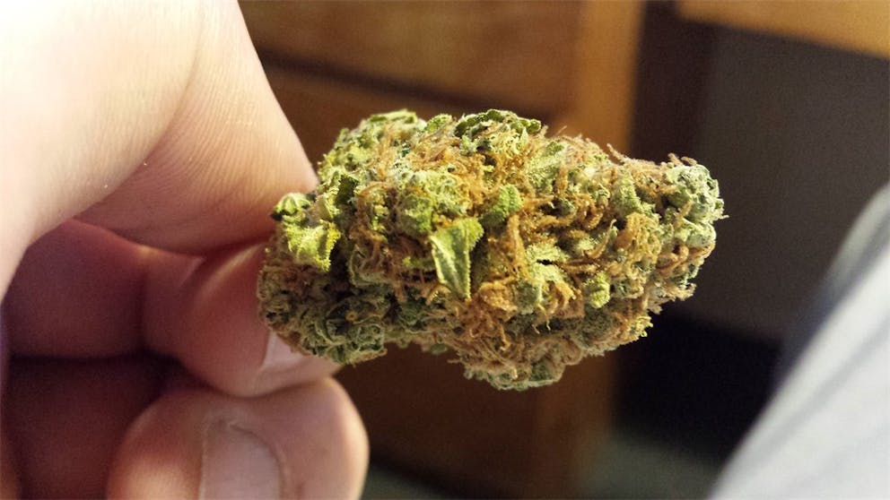 Photos of Papaya Weed Strain Buds Leafly