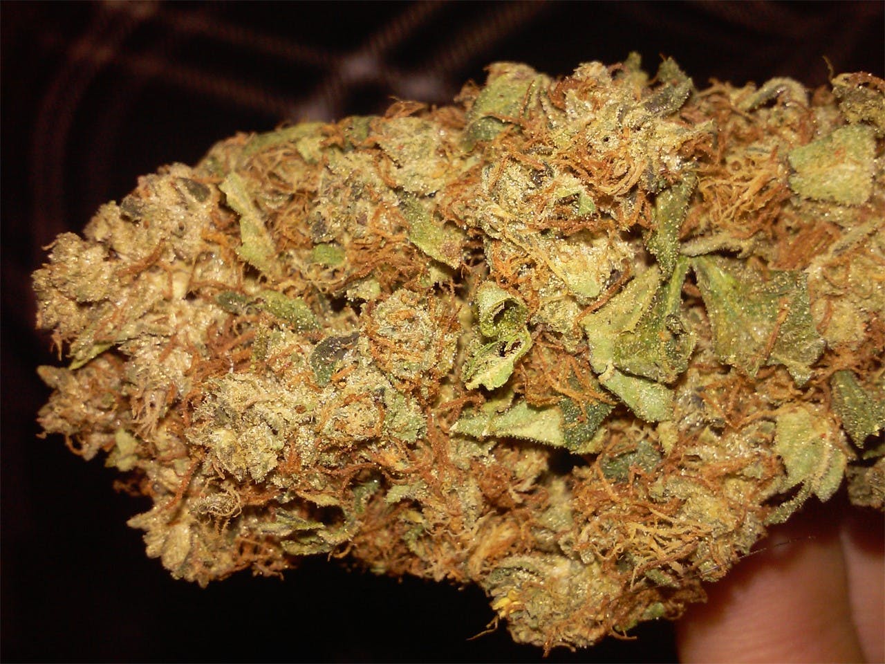 Photos of Papaya Weed Strain Buds Leafly