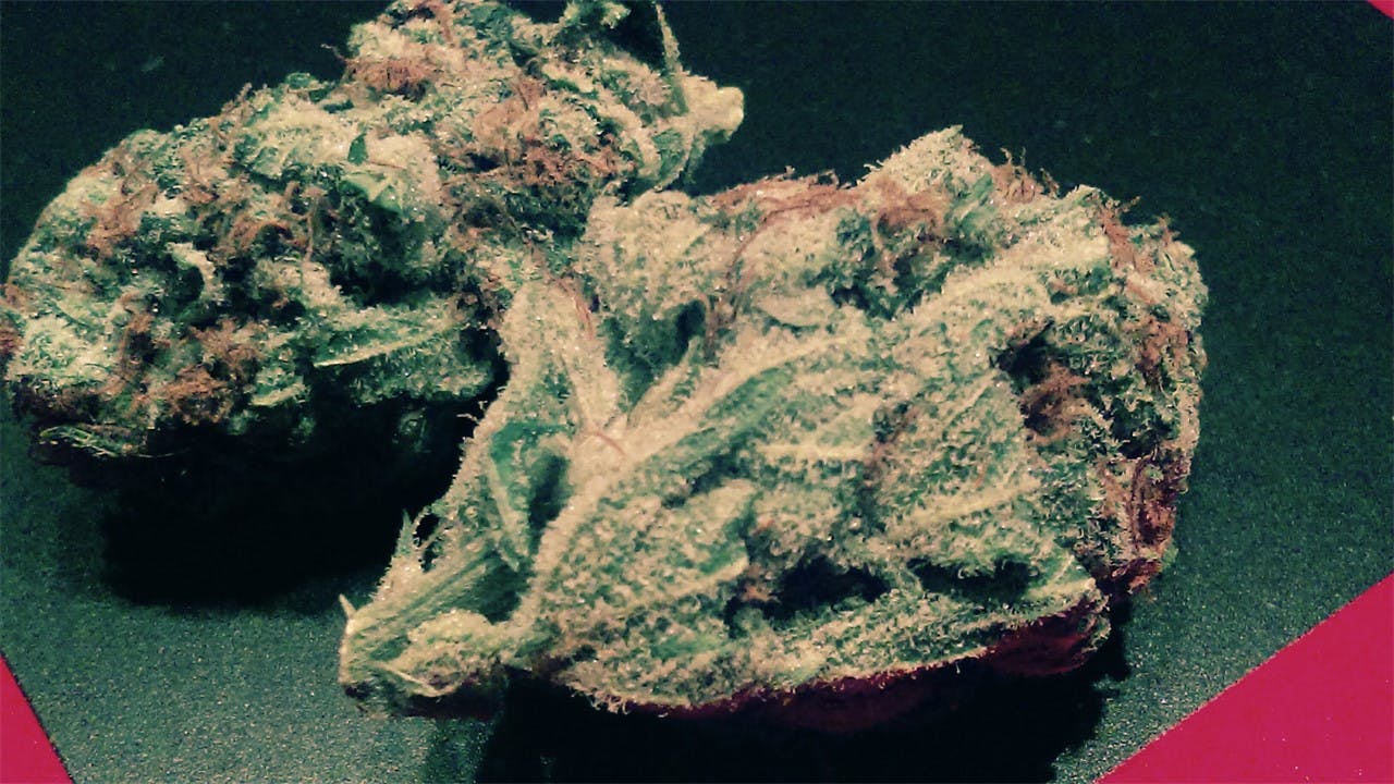 Photos of Papaya Weed Strain Buds Leafly