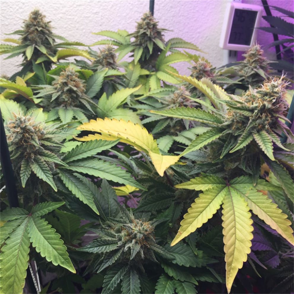 Photos of Papaya Weed Strain Buds Leafly