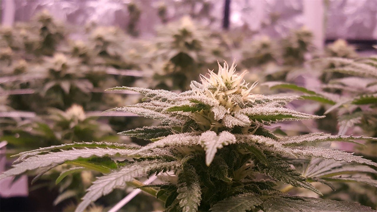 Photos of Papaya Weed Strain Buds Leafly