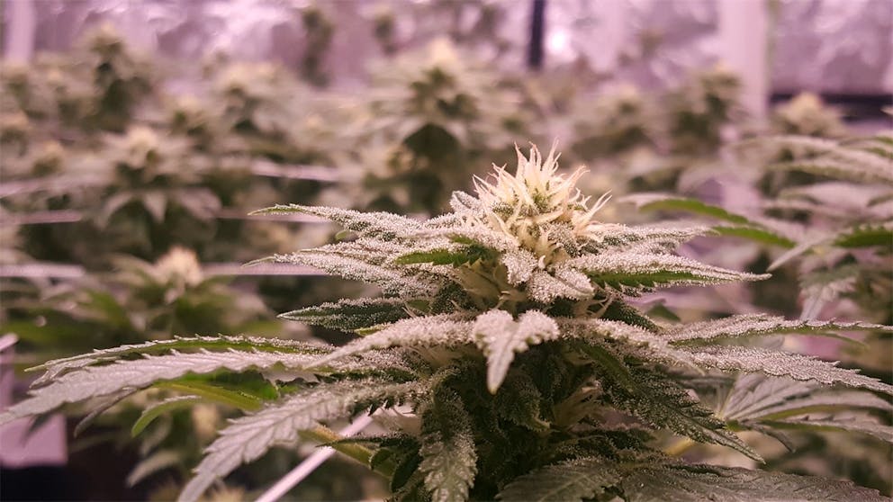 Photos of Papaya Weed Strain Buds Leafly