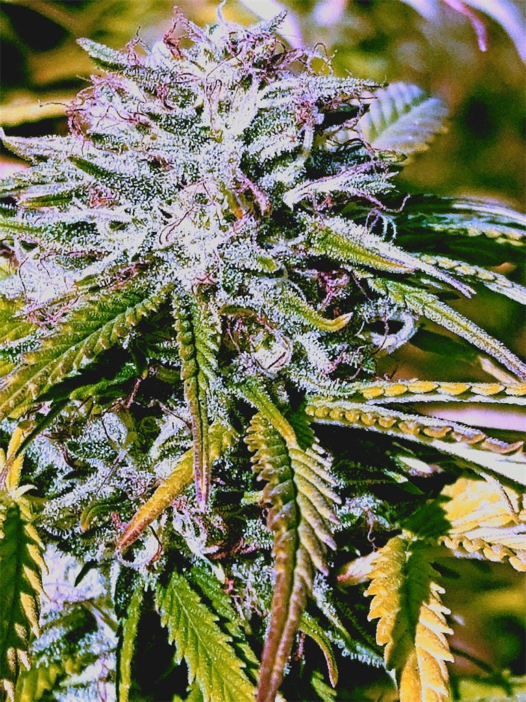 Papaya Weed Strain Information Leafly