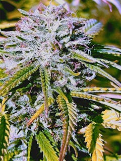 User uploaded image of Papaya