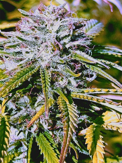 Photos of Papaya Weed Strain Buds Leafly