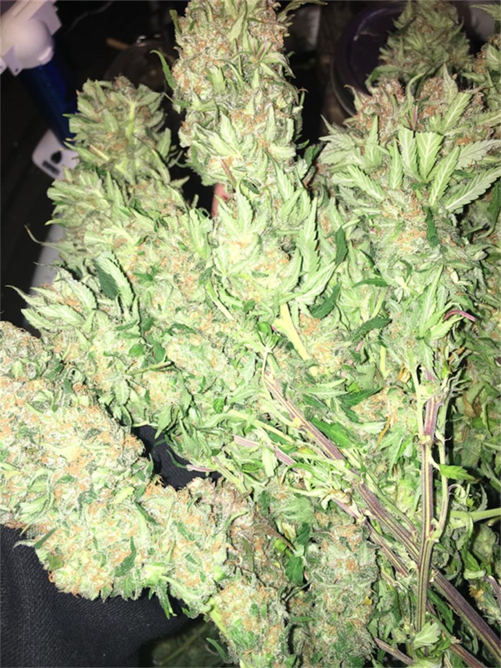 Photos of Papaya Weed Strain Buds Leafly