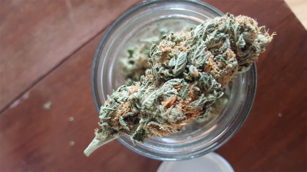 Photos of Papaya Weed Strain Buds Leafly