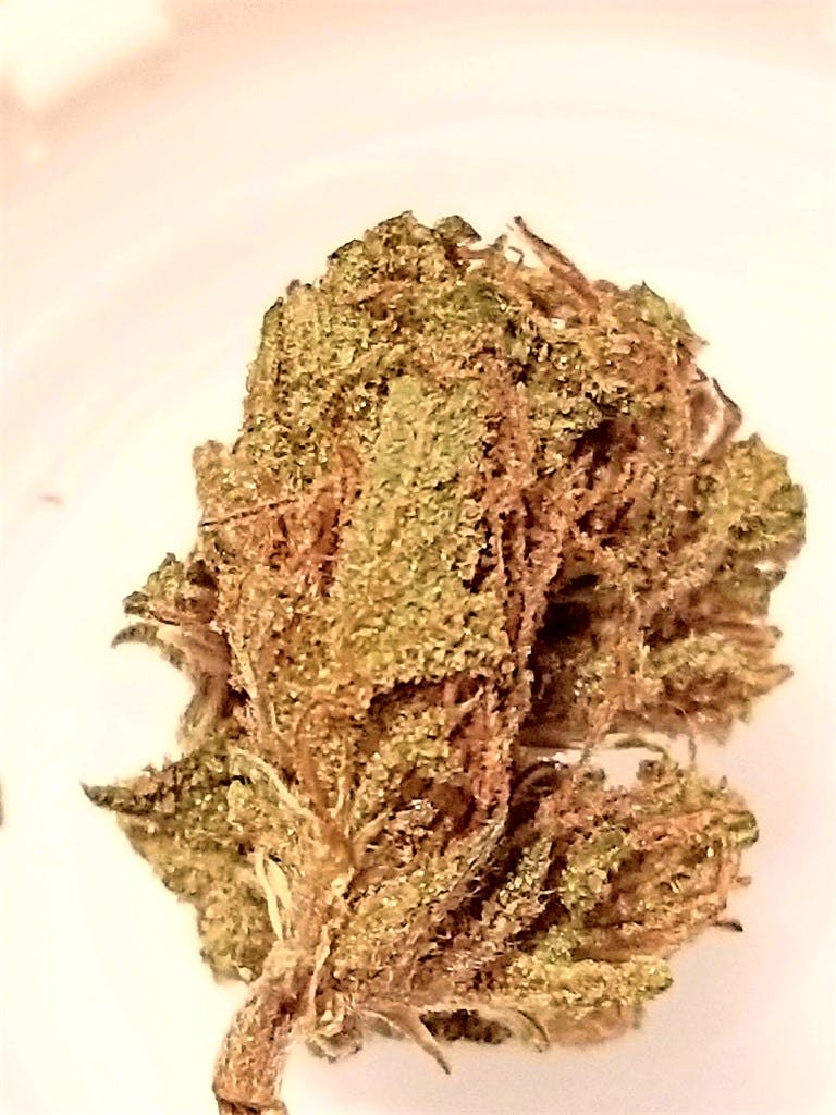 Photos of Papaya Weed Strain Buds Leafly