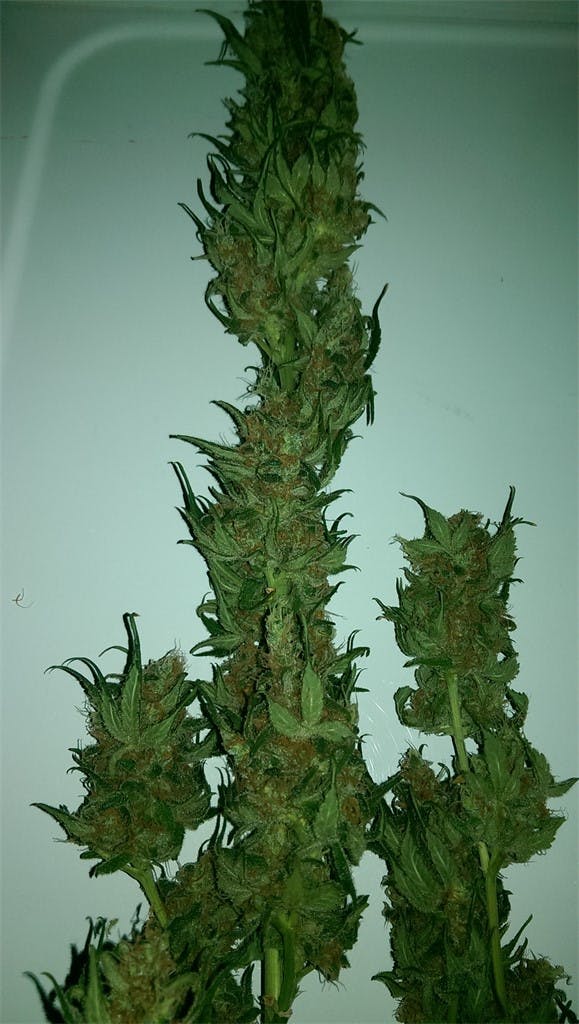 Photos of Papaya Weed Strain Buds Leafly