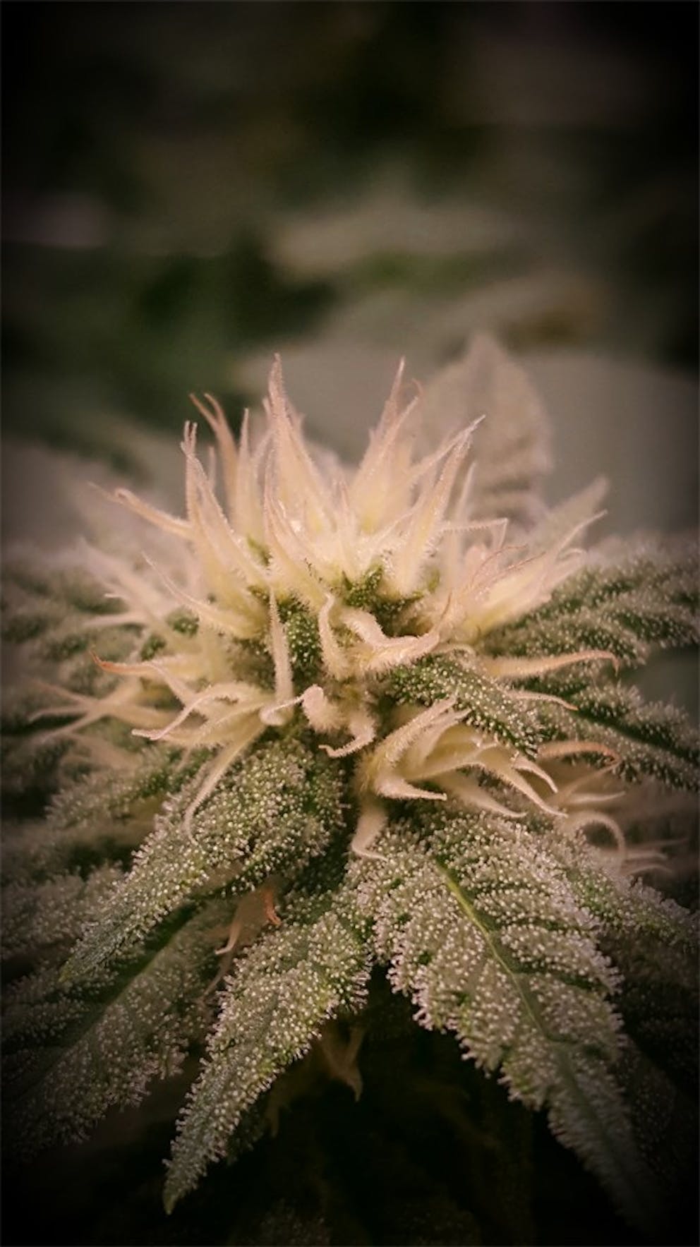 Photos of Papaya Weed Strain Buds Leafly