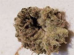 User uploaded image of Papaya